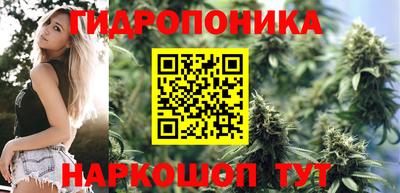крисы Гай